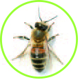 Anafylaksi og hvepse